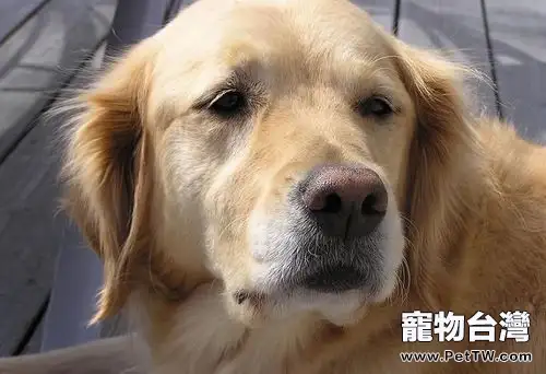 黃金獵犬品種是怎麼來的