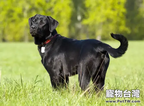 為拉布拉多尋回犬清潔臉部的方法