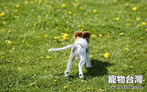 盤點狗狗尾巴的十種造型(1圖)-寵物台灣