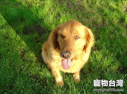 黃金獵犬一天喂多少次好