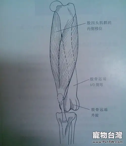 淺談犬髕骨脫位