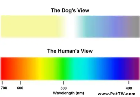 狗狗的眼睛是否真的看不到顏色