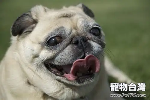 堅持治療,心臟病患犬也有春天(共3張圖片)-寵物台灣