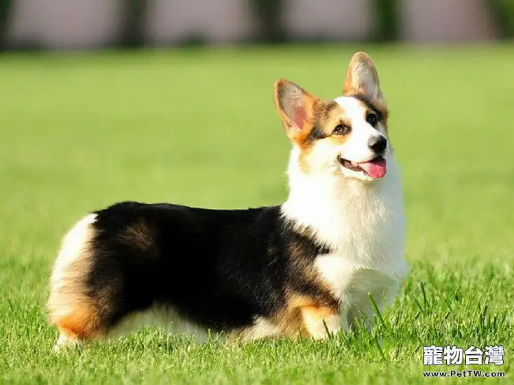 五種柯基犬難飼養的原因