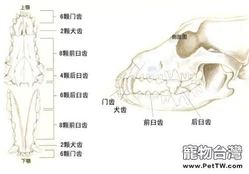 狗狗牙齒咬合狀態知多少