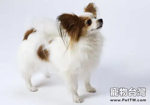 狗狗對脂肪攝入的要求(1圖)-寵物台灣