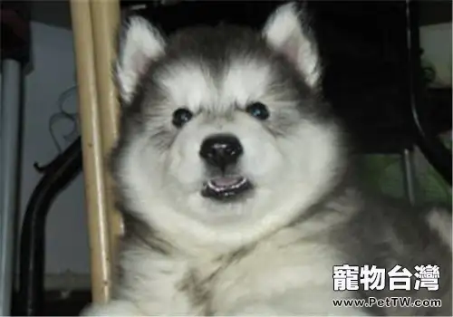 狗狗犬瘟熱怎麼治？