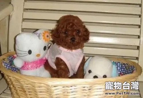 購買泰迪幼犬時的注意事項