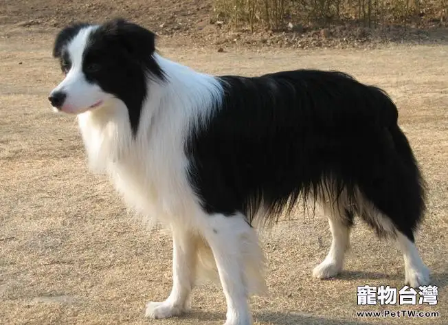 邊境牧羊犬智商怎麼樣(1圖)-寵物台灣