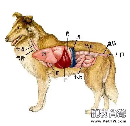 護養狗狗腎臟的重要性