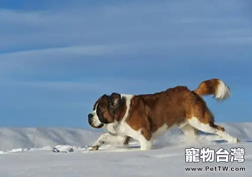 帶狗狗坐車要注意哪些事