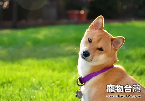 母犬生育期間的管理