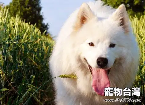 狗狗過量攝入維生素的危害(1圖)-寵物台灣