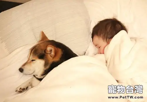 老年犬護理的注意事項(1圖)-寵物台灣