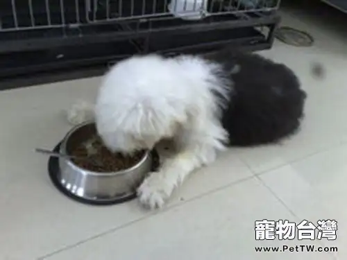 給大型犬餵食的細節建議