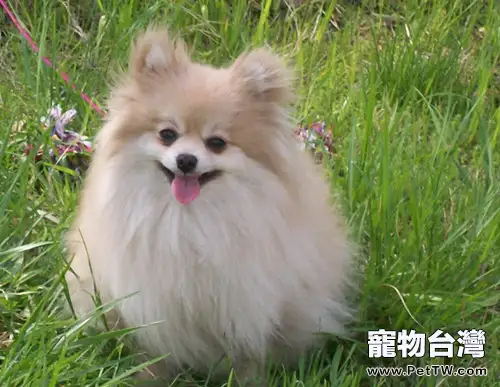 日常飼養該給博美 犬（松鼠狗）吃什麼