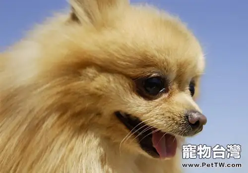 導致博美抽搐的幾個原因(1圖)-寵物台灣