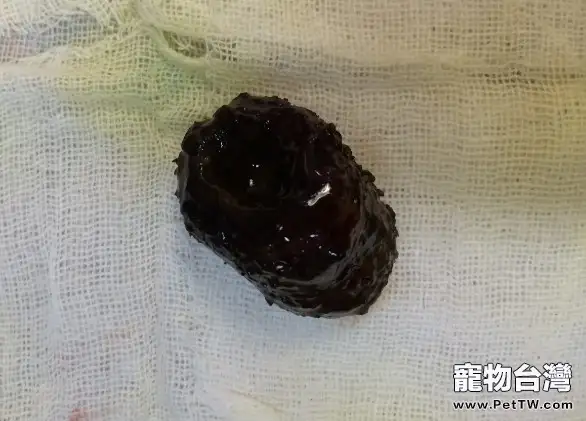 犬異物性腸道阻塞的治療