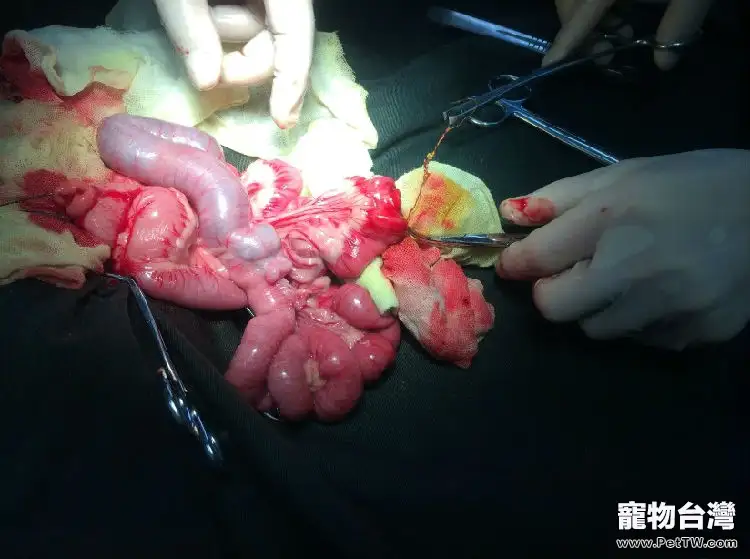 犬異物性腸道阻塞的治療