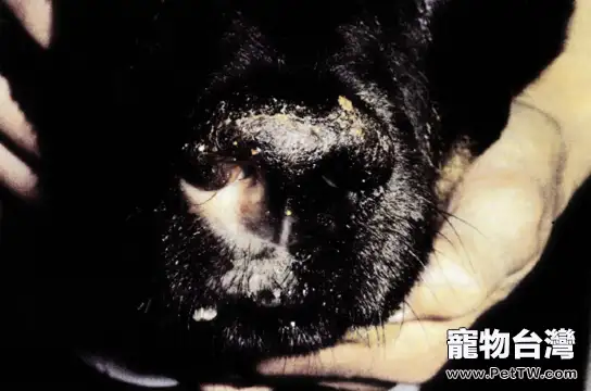 犬真菌性鼻炎