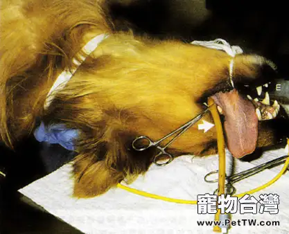 犬真菌性鼻炎