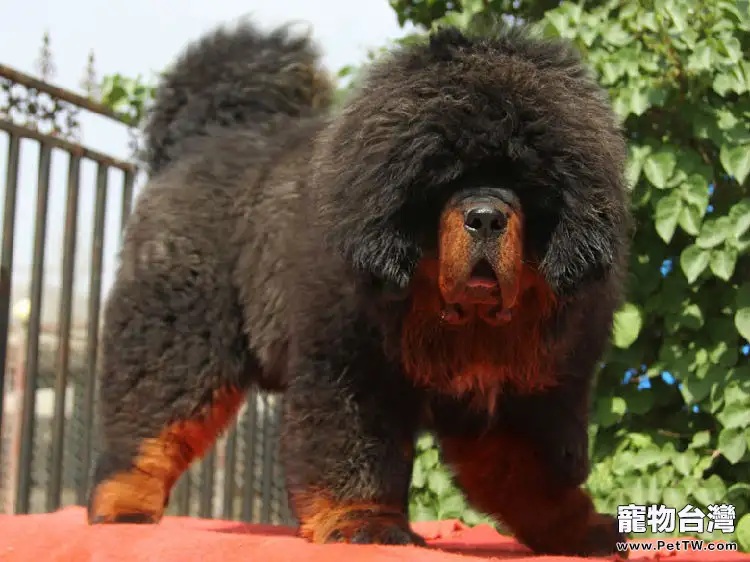 冬季藏獒養殖的注意事項(1圖)-寵物台灣