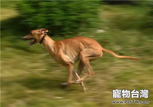 靈緹犬吃什麼好