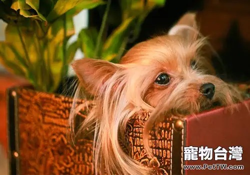 怎麼訓練約克夏上廁所(1圖)-寵物台灣