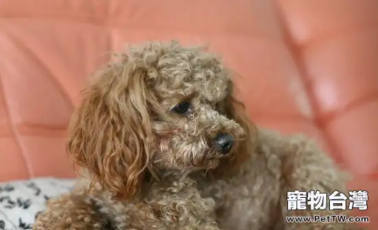 關於貴賓犬該怎麼餵食的問題(1圖)-寵物台灣