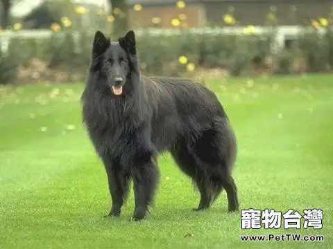 比利時牧羊犬的挑選事項