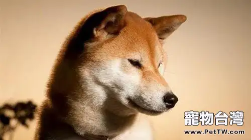 秋田犬的品種及價格介紹