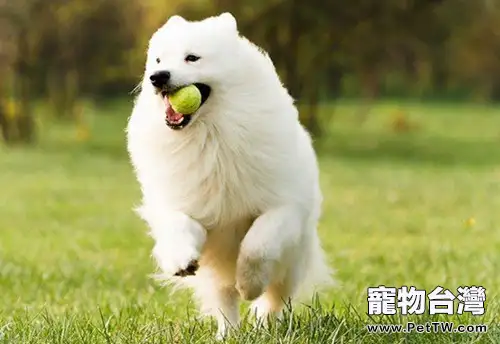 銀狐犬和薩摩耶的區別(共2張圖片)-寵物台灣