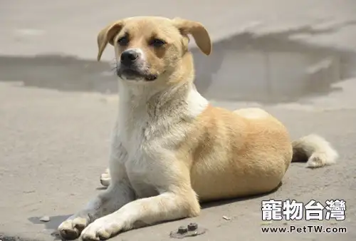 如何與流浪動物進行互動