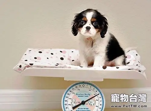 狗狗過度飢餓後該怎麼做(1圖)-寵物台灣