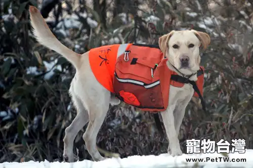 搜救犬的工作內容及訓練