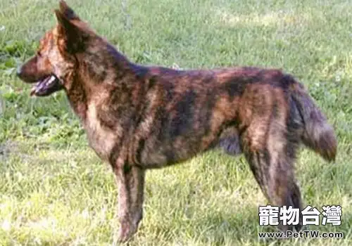 甲斐犬的介紹(1圖)-寵物台灣