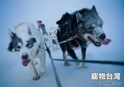 對格陵蘭犬的認識(1圖)-寵物台灣