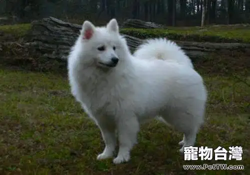 愛斯基摩犬介紹