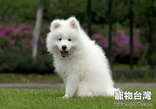 愛斯基摩犬和薩摩耶的區別(1圖)-寵物台灣