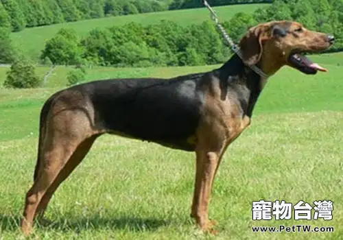 巴爾幹獵犬介紹