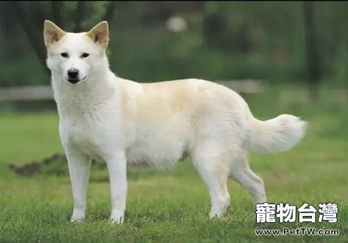 卡南犬簡介