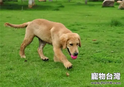 狗狗為什麼怕打雷(1圖)-寵物台灣