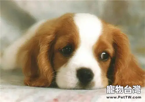 如何照顧干眼病的狗狗(1圖)-寵物台灣