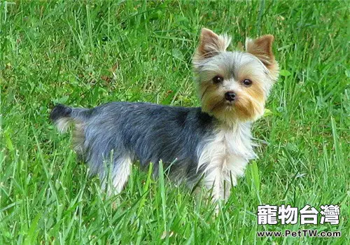 過量補鈣對狗狗的危害(1圖)-寵物台灣