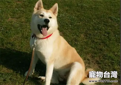 秋田犬怎麼養