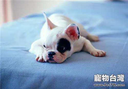 買狗窩墊需要注意哪些問題?(共2張圖片)-寵物台灣