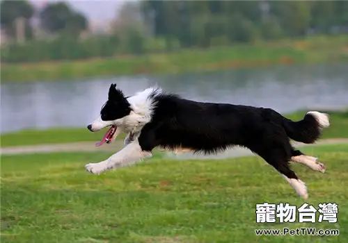 邊境牧羊犬好養嗎？