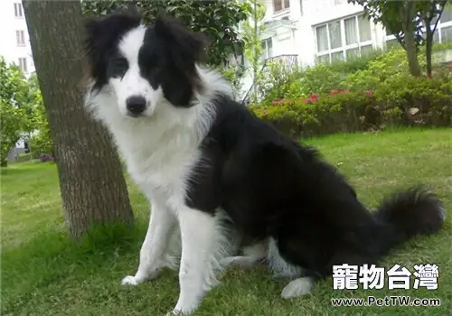 狗狗腳墊受傷怎麼辦(1圖)-寵物台灣