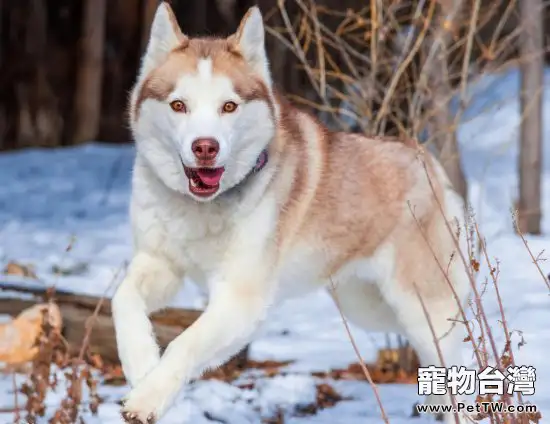 主人性別關係到狗狗攻擊性的強弱