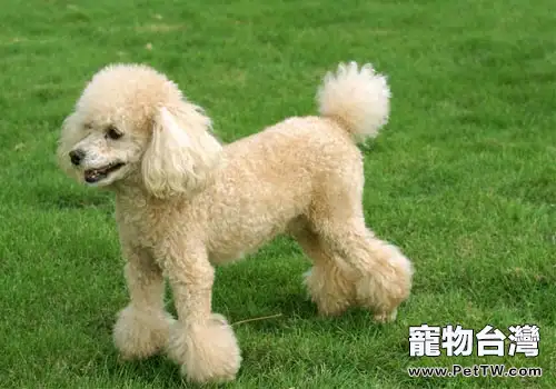 貴賓犬便秘怎麼辦